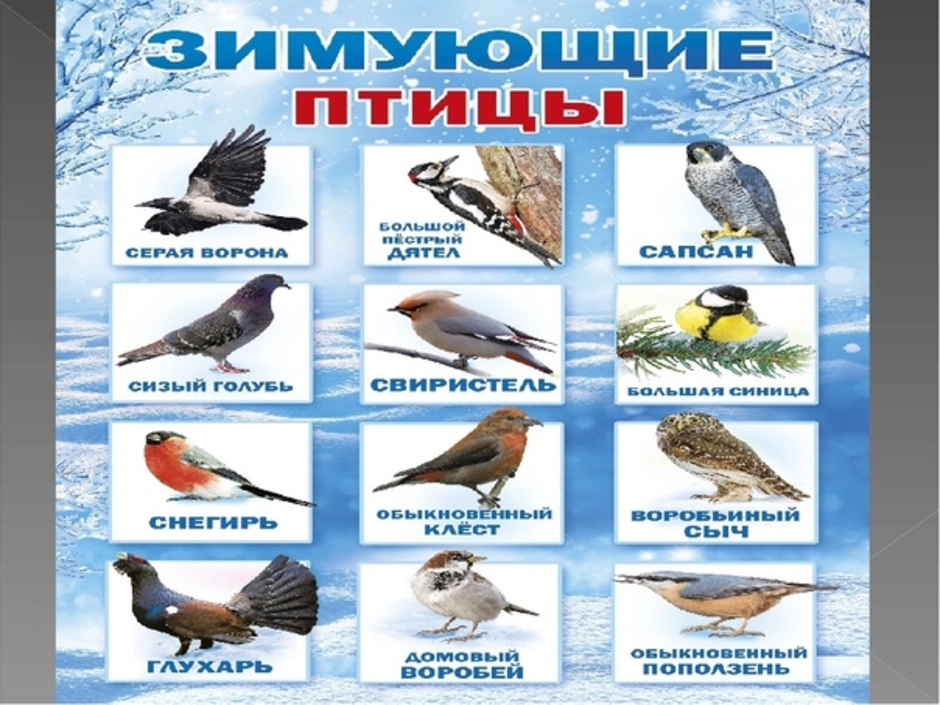 Зимующие птицы юга. Зимующие птицы. Зимующие птицы Якутии. Зимующие птицы названия. Зимующие птицы с названиями для детей.