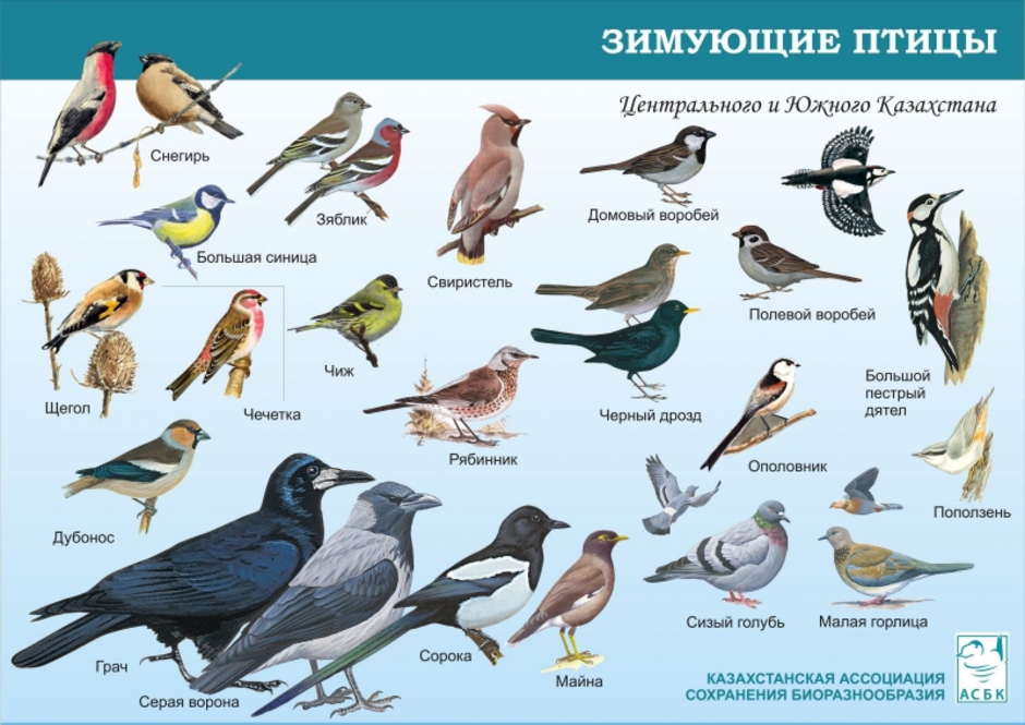 Перелетные птицы алтайского края фото и названия