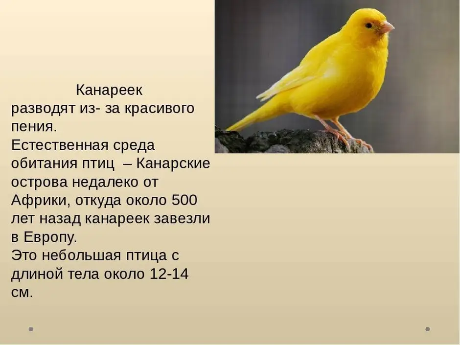 Canary перевод. Канарейка описание. Среда обитания канарейки. Информация про канареек. Птицы живого уголка.