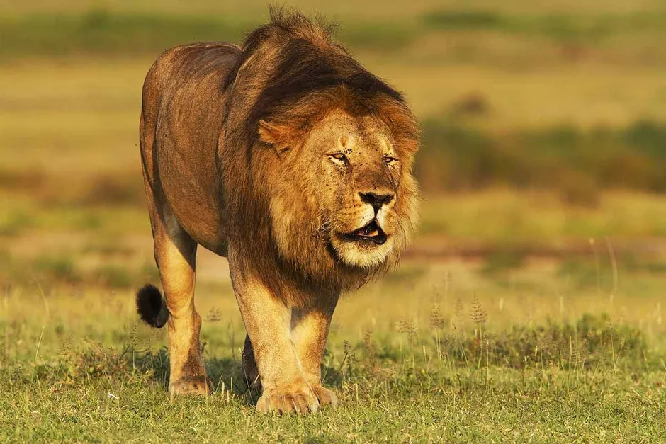 Про львов зверей. Животные жарких стран. Африканский Лев. Хищные животные жарких стран. Дикие животные жарких стран.