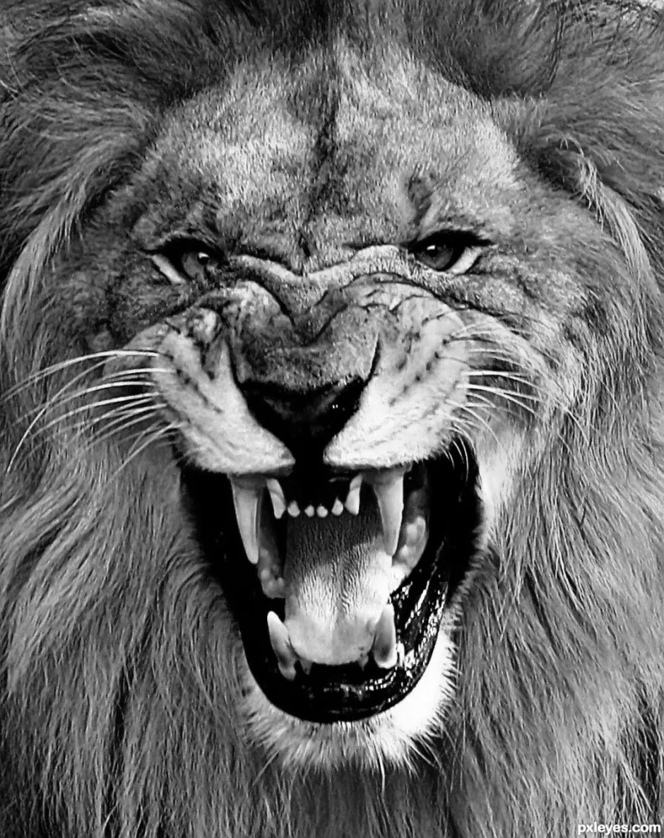Оскал львов. Злой Лев. Лев рычит. Лев оскал. Агрессивный Лев.