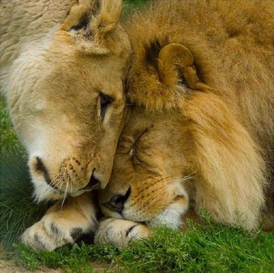 Animal coupling. Любовь животных. Львица. Лев и львица. Лев и львица любовь.
