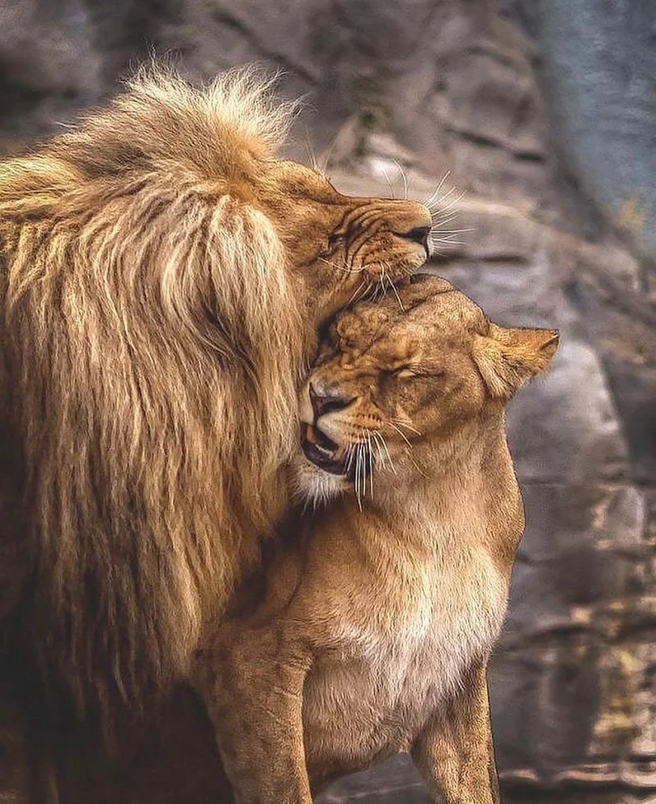 Лев и львица. Влюбленные львы. Лев и львица любовь. Животные страсти. Лев ревнует