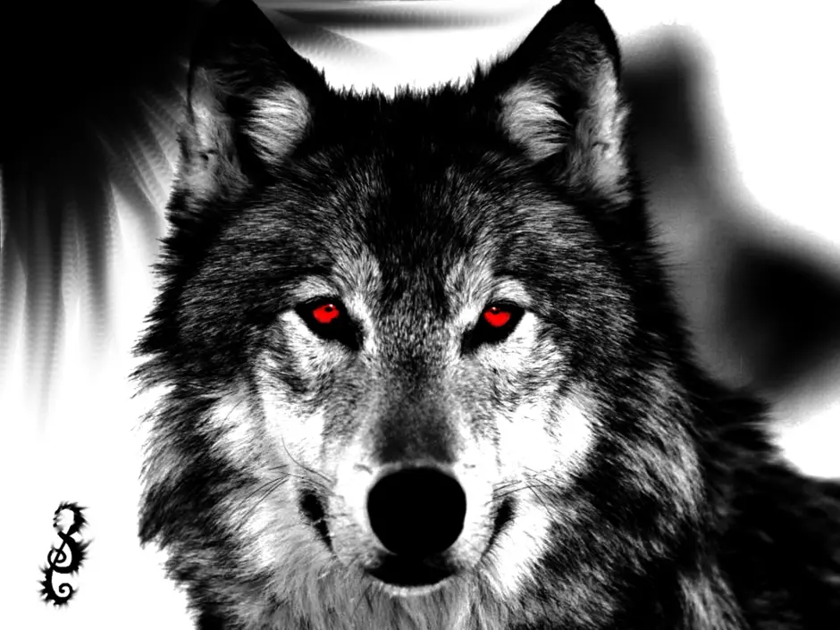 Виды воков. Злой волк. Черный волк. Морда волка. Красивая морда волка.