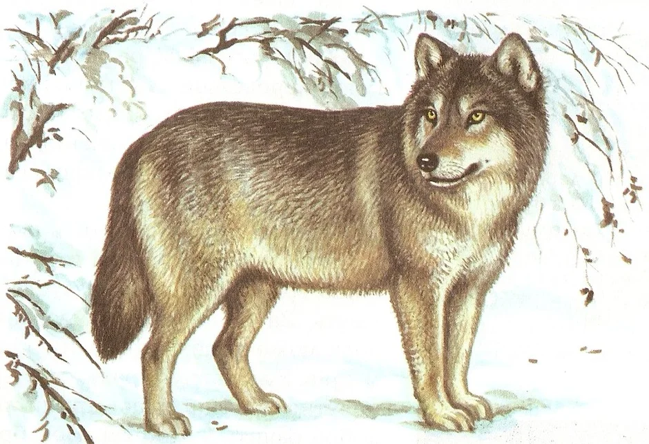 Сетон Томпсон Виннипегский волк. Сетон-Томпсон Виннипегский волк рисунок. Сетон Томпсон волк. Лобо Сетон Томпсон рисунок. Волк детям о животных