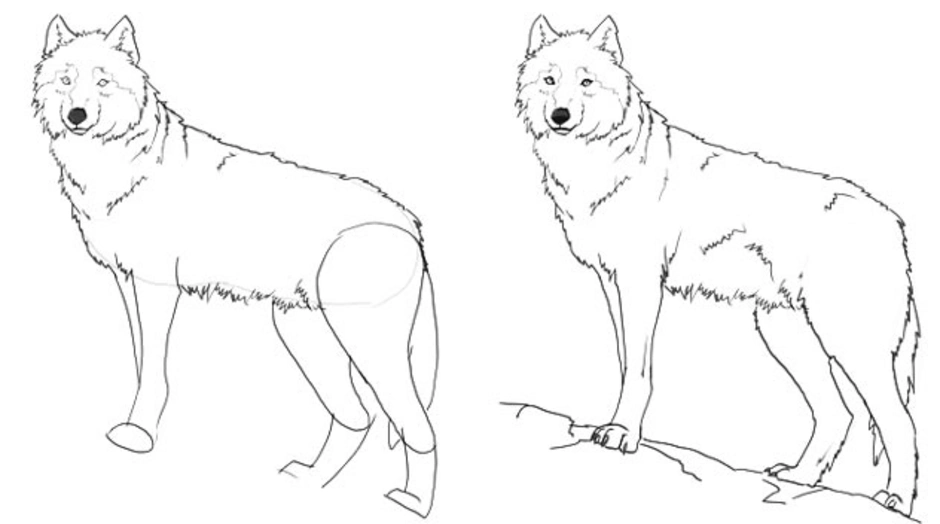 Волк поэтапно для детей. Пошаговое рисование волка. Волк рисунок схема. Волк для срисовки. Волк раскраска для детей.