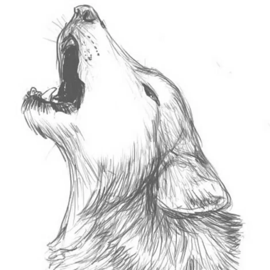 Как нарисовать нос воещего волка