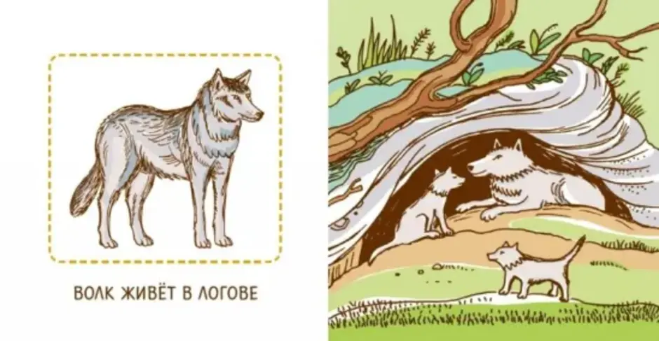 Логово волка для детей. Кто где живет волк. Волк живет в логове. Логово иллюстрация для детей.
