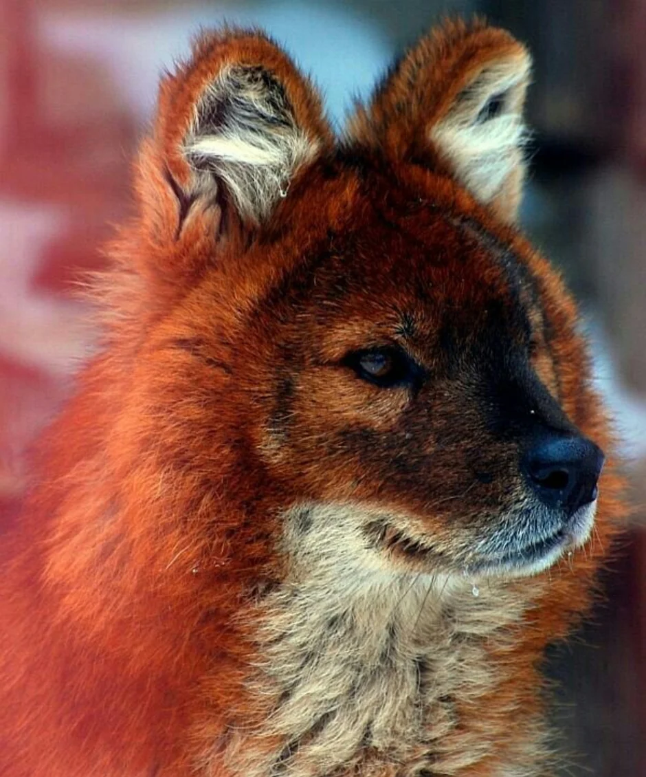 Красный горный волк. Тянь-Шанский красный волк. Красный волк (буанзу). Моголлонский горный волк.