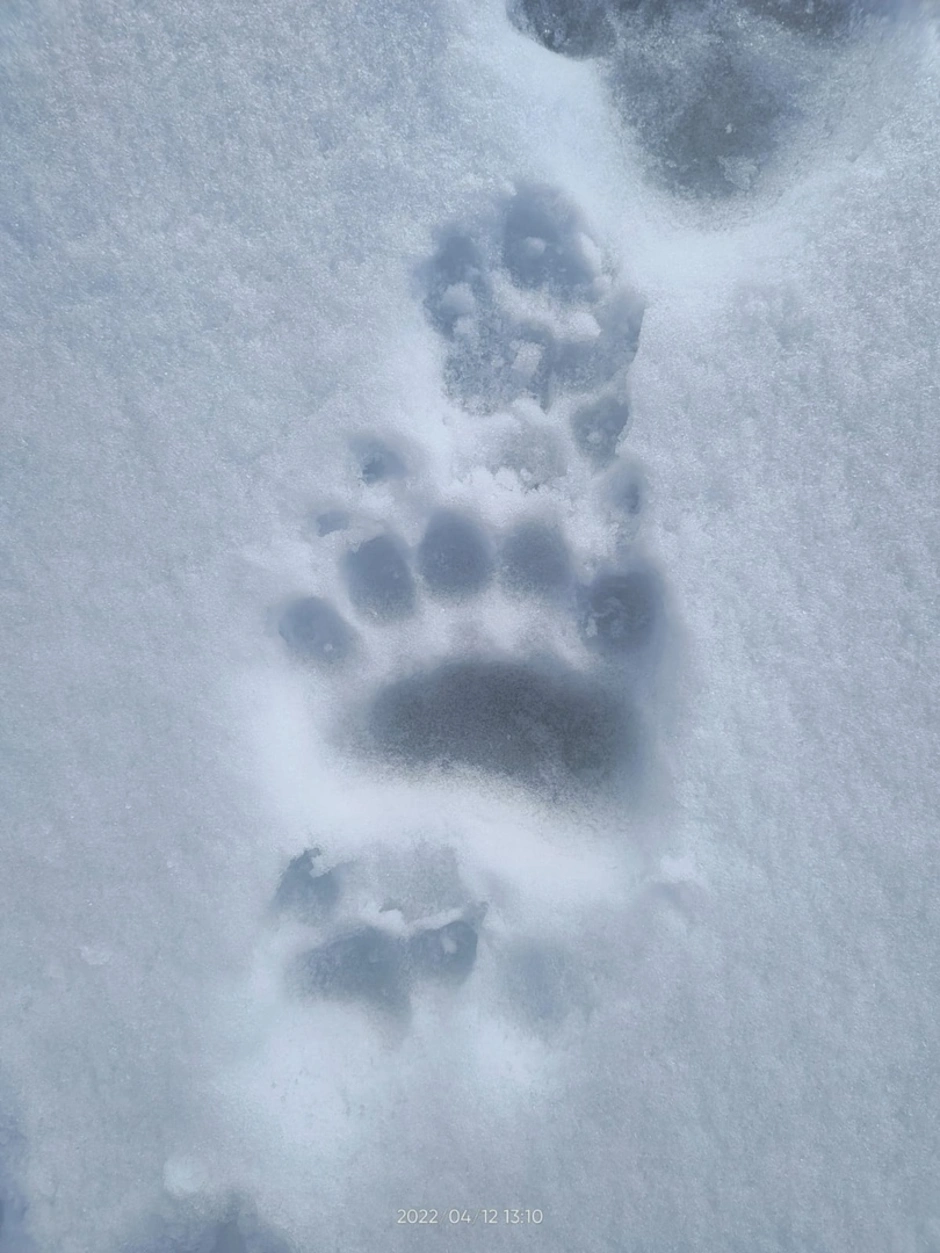 Волчьи следы фото. След волка. Следы волка на снегу. Следы Волков. След волка на земле.