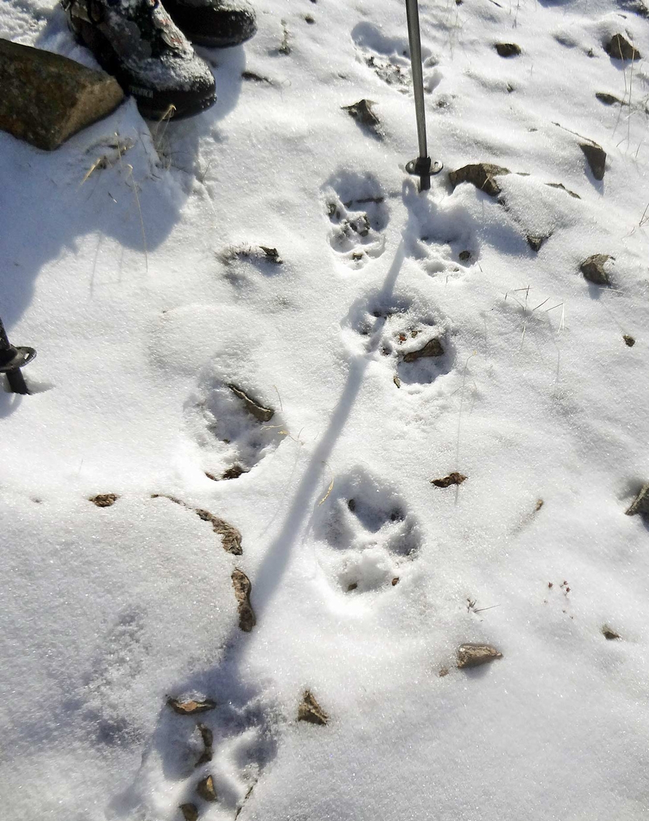 Волчьи следы фото. След волка. Следы. Следы тигра на снегу. Волчьи следы на снегу.