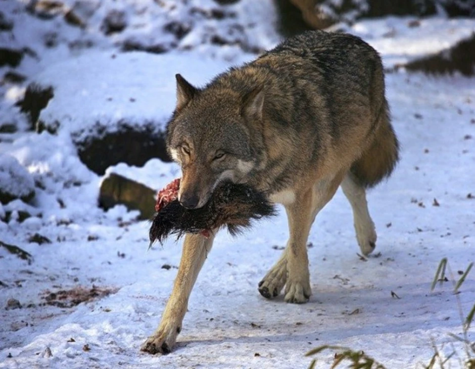 Кто может съесть волка. Волк.