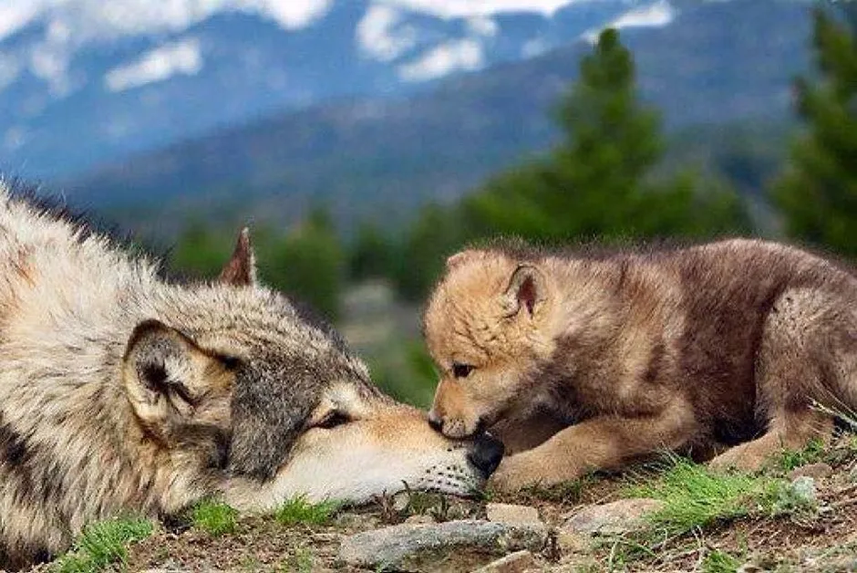 Волк с волчатами весной