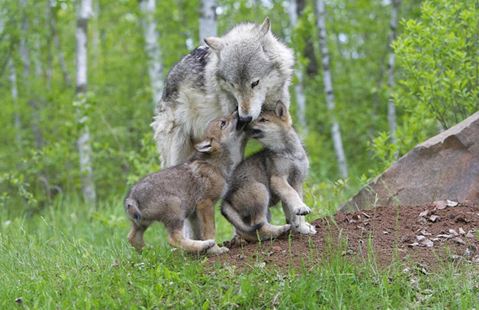 Волчица с волчатами