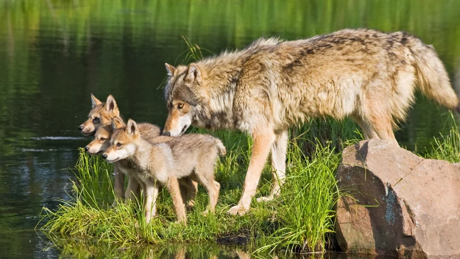 Волк с волчатами весной