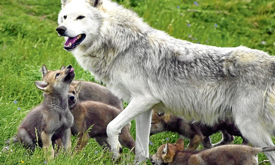 Волк волчица волчонок семья