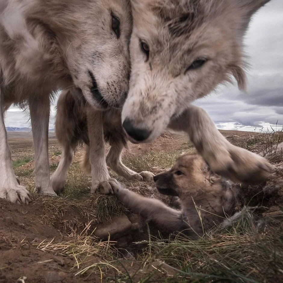 Волк волчица волчонок семья