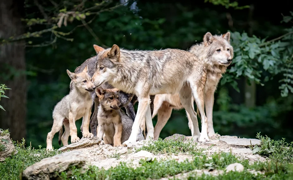 Волк волчица и волчонок