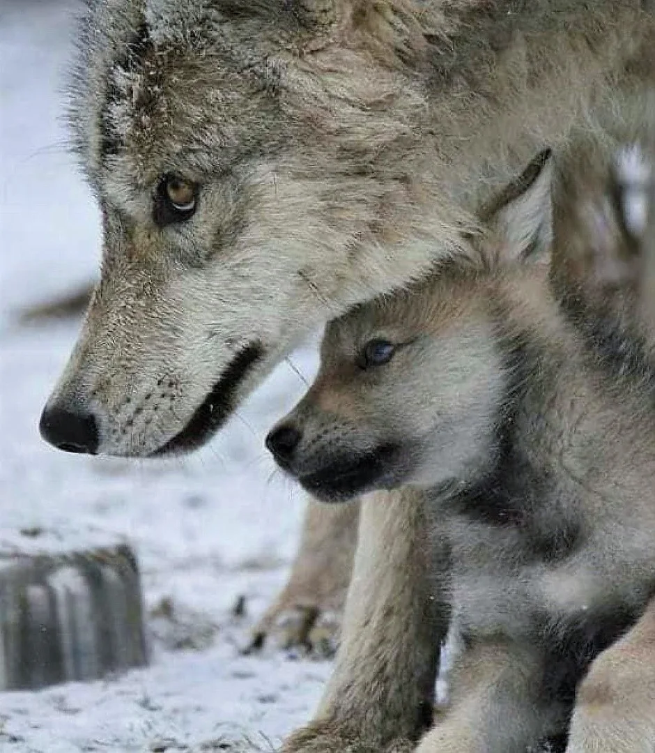 Волк волчица и волчонок