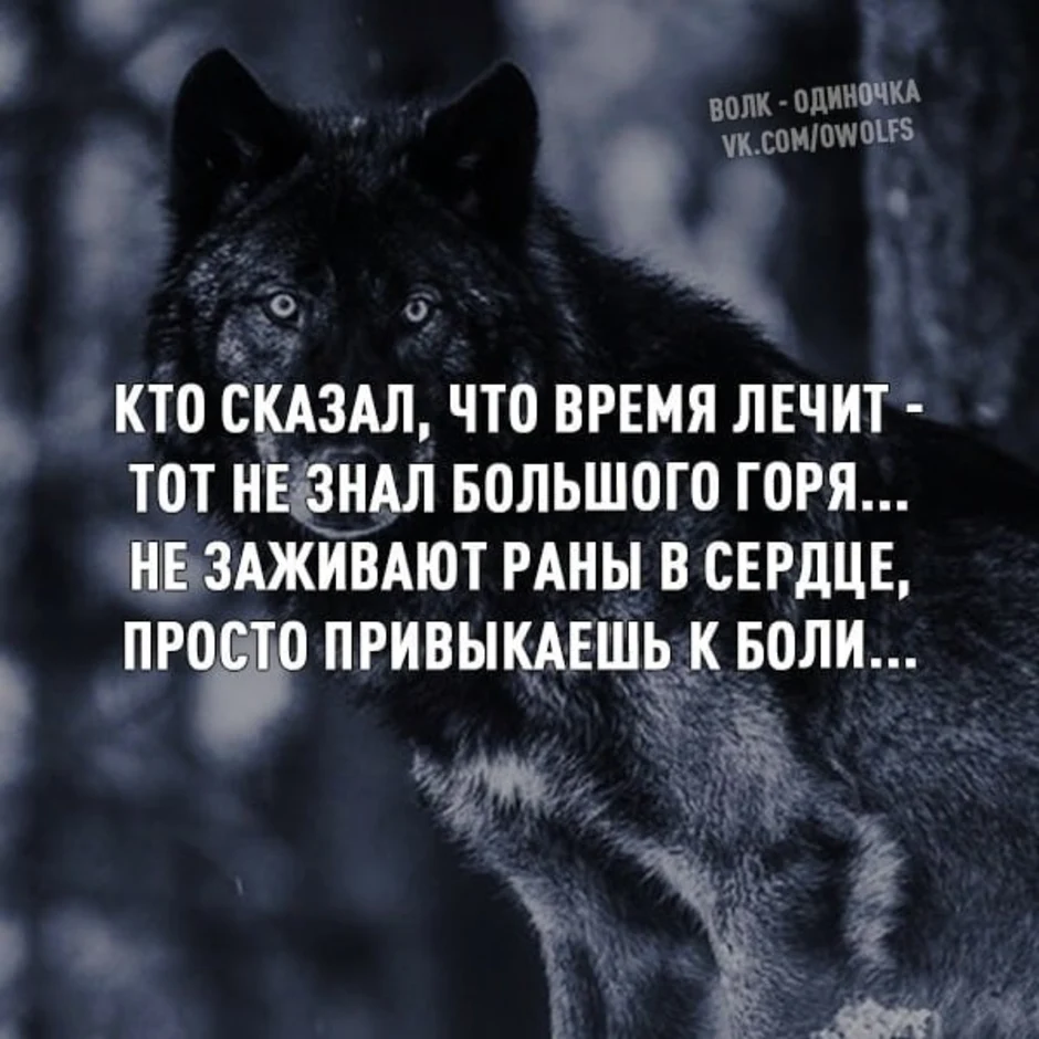Не забывайте волкова текст. Афоризмы о волке одиночке. Стихи с волками про одиночество. Цитаты одиноких Волков. Цитаты волка.