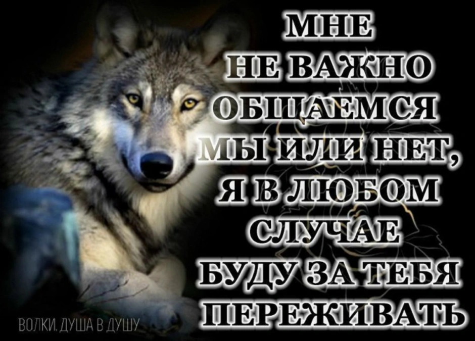 Не забывайте волкова текст. Волк с надписью. Красивые статусы с волками. Волк со смыслом. Душа волка цитаты.