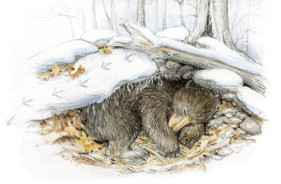 Ежик зимняя спячка. Еж зимой. Еж зимой в лесу. Еж в берлоге. Медведь зимой для детей.