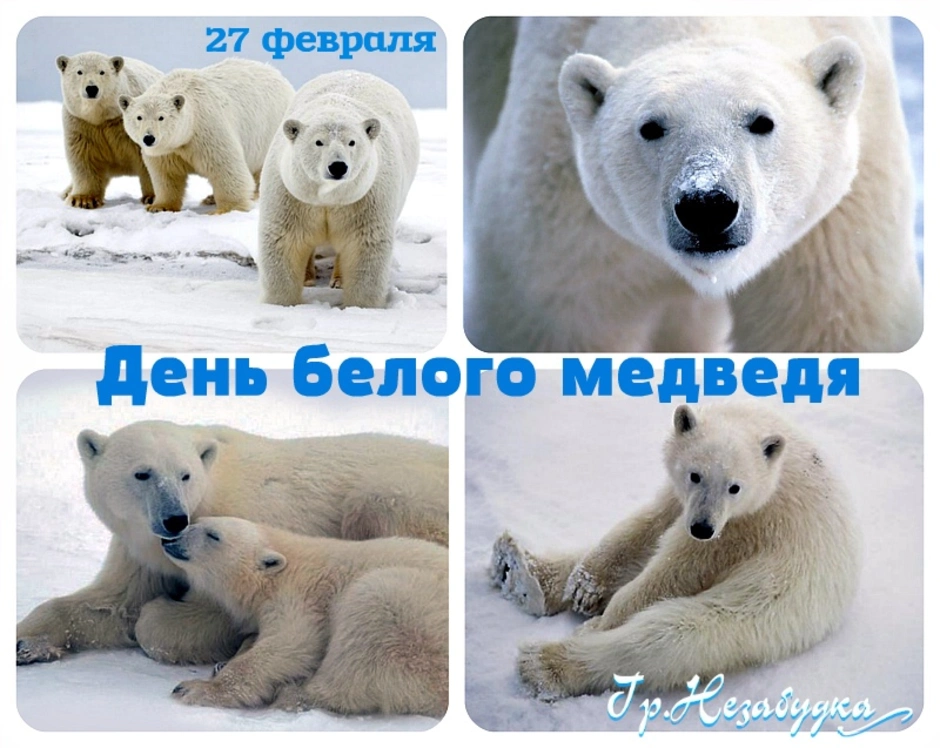Поздравления с днем белым медведем. Международный день полярного (белого) медведя. 27 Февраля день полярного мед. Международный день полярного белого медведя 27 февраля. Жень белог медведя.