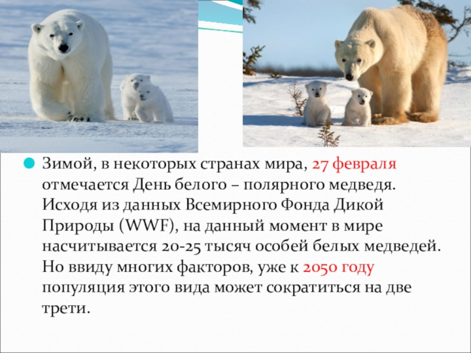 Белые дни в феврале. 27 Февраля день белого медведя. День белого полярного медведя. День полярного медведя. День белого медведя презентация.