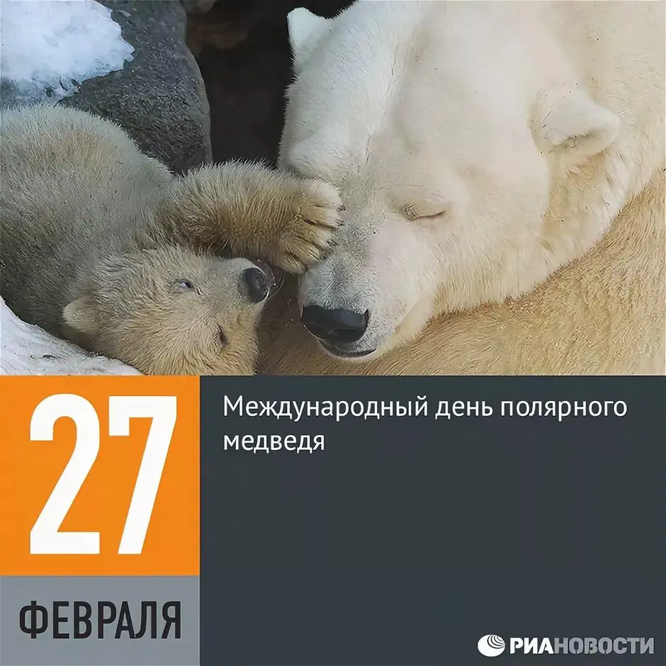 День белого полярного медведя (International Polar Bear Day). Международный день полярного белого медведя 27 февраля. 27 Февраля день медведя. 27 Февраля день белого медведя.
