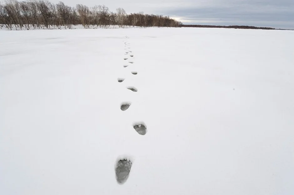 Свежесть следа. Следы медведя. Следы медведя зимой. Медвежие следы на снегу. Медвежьи следы на снегу.
