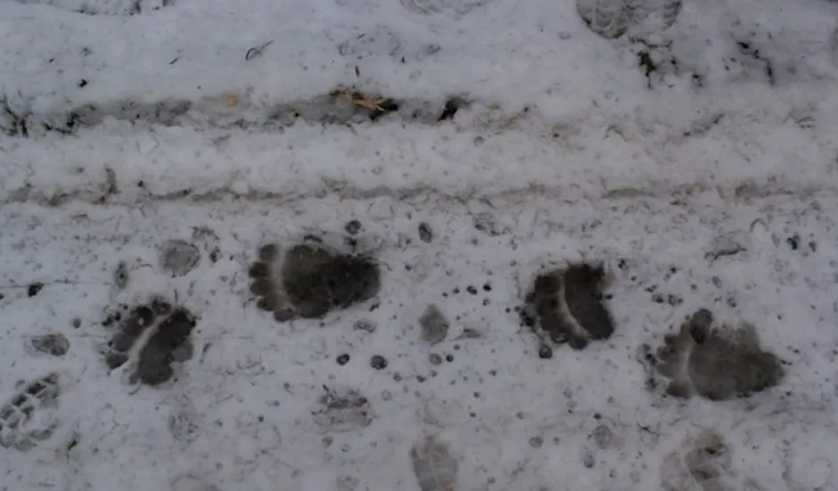 Свежесть следа. Следы медведя. Следы медведя на снегу. Следы барсука на снегу. Медвежьи следы на снегу.
