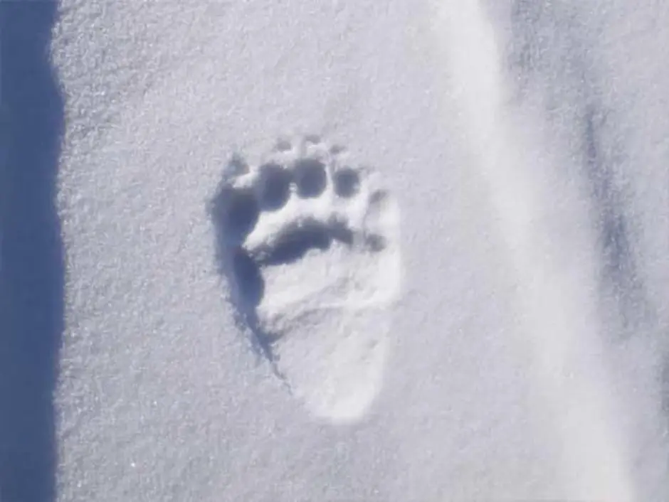Свежесть следа. Следы медведя на снегу. Следы медвежонка на снегу. Следы белого медведя. Следы медведя зимой.