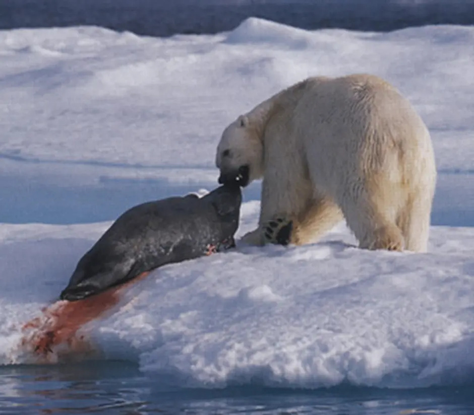 Белый медведь ест тюленя. Белый медведь охотится. Белый медведь охотится на нерпу.