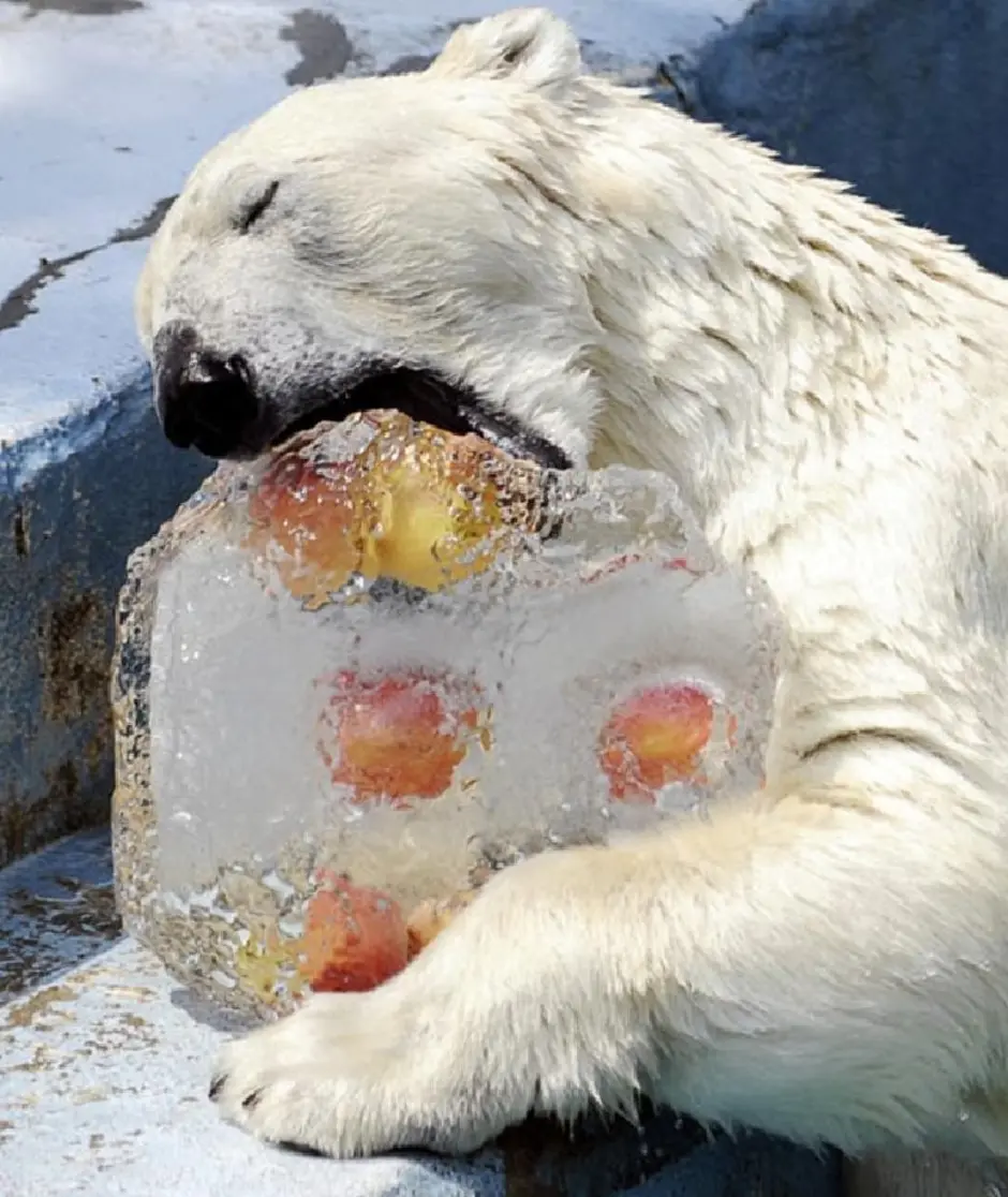 Юелыймедведь питается. Медведь ест. Белый медведь питается.