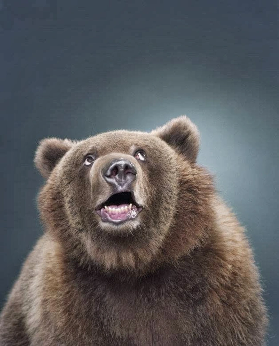 Забавные медведи. Смешной медведь. Медведь улыбается. Удивлённый медведь. Удивленный Медвежонок.