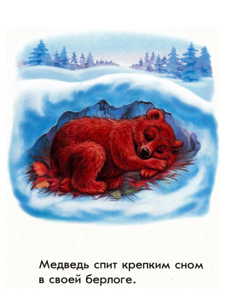 Медведь в берлоге лапу. Берлога медведя. Медведь в берлоге для детей. Медведь зимой в берлоге. Медведь зимой.
