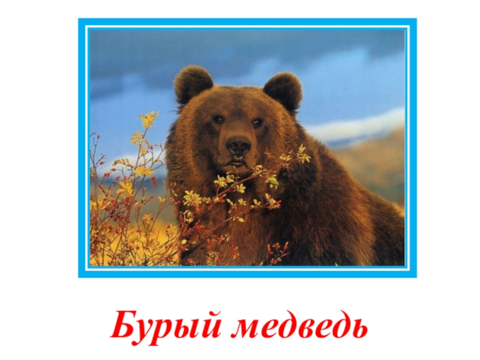 Неофициальный символ россии медведь. Медведь символ России для дошкольников. Неофициальные символы России медведь. Символы России для детей медведь. Бурый медведь символ России.