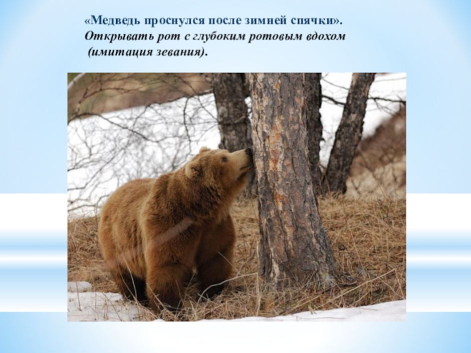 Когда просыпается медведь весной. Медведь после спячки. Медведь после зимней спячки. Медведь проснулся после зимней спячки.
