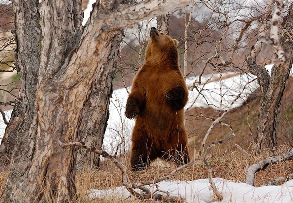 Медведь весной картинки. Бурый медведь в спячке. Медведь проснулся. Медведь в весеннем лесу. Медведь весной.