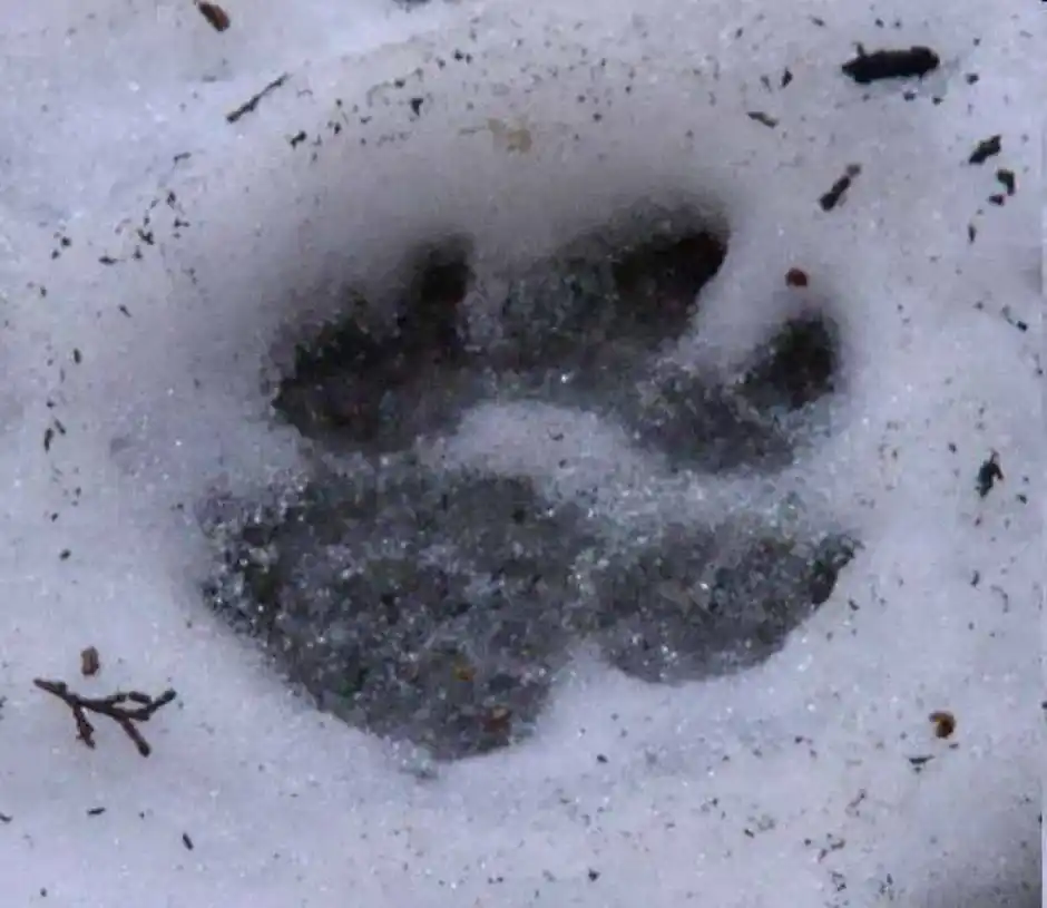 Фото следа волка на снегу и собаки. Следы собаки на снегу. Следы большой собаки на снегу. Следы животных криминалистика. Экспертиза следов животных.