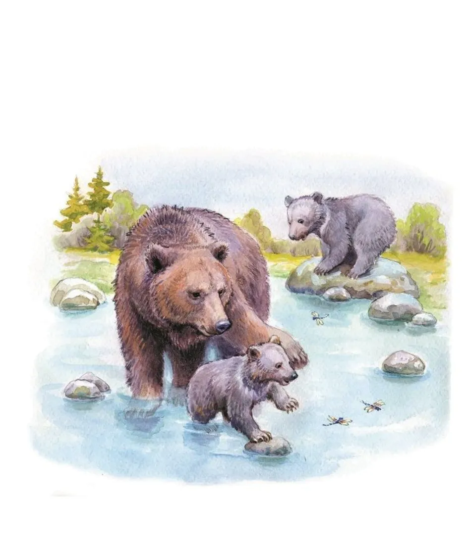Купание медвежат Бианки иллюстрации