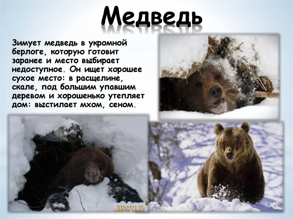 Где зимует медведь зимой для детей. Медведь зимой и летом. Медведь зимой в берлоге. Зимовка медведя. Как правильно пишется берлога