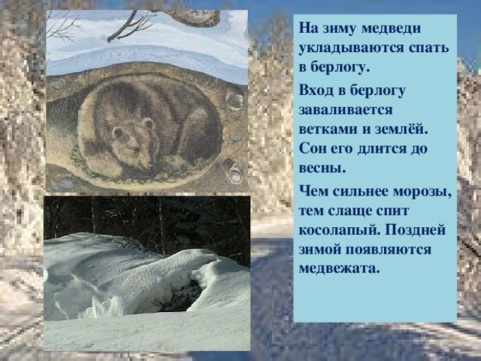 Спящий медведь зимой в берлоге. Медведь зимой в берлоге.