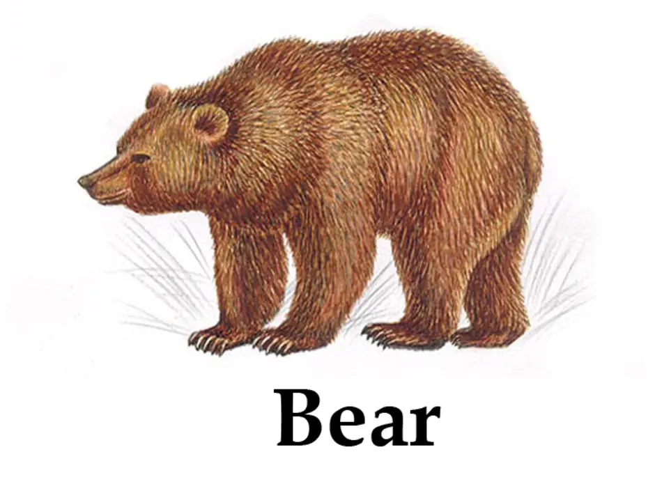 Аю реди. Медведь рисунок. Изображение медведя для детей. Медведь рисунок для детей. Медведь картинка для детей.
