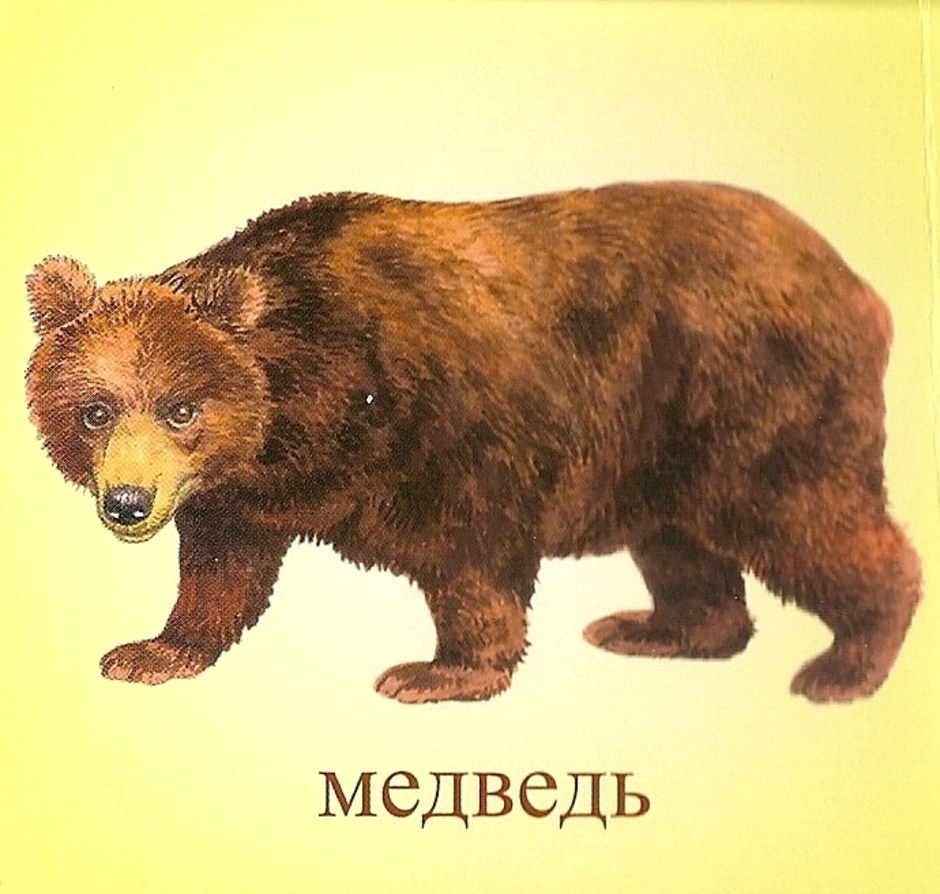 Собака лиса медведь. Дикие животные для детей. Медведь для детей. Медведь карточка для детей. Медведь для детей дошкольного возраста.
