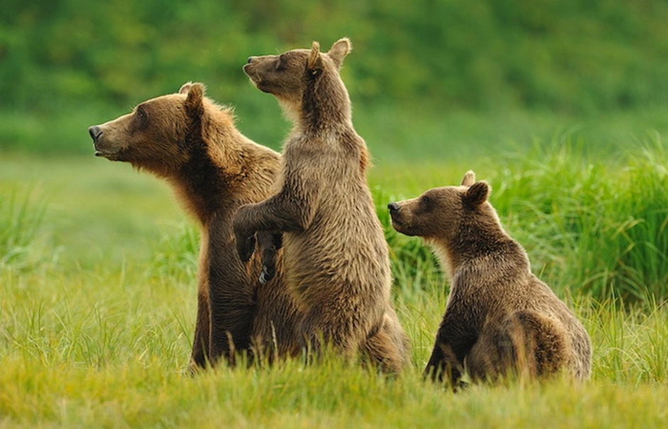 Медведь в дикой природе. Три медвежонка. Медведица Медвежонок и Пестун. Бурые медведи в дикой природе. Фотографии 3 медведей