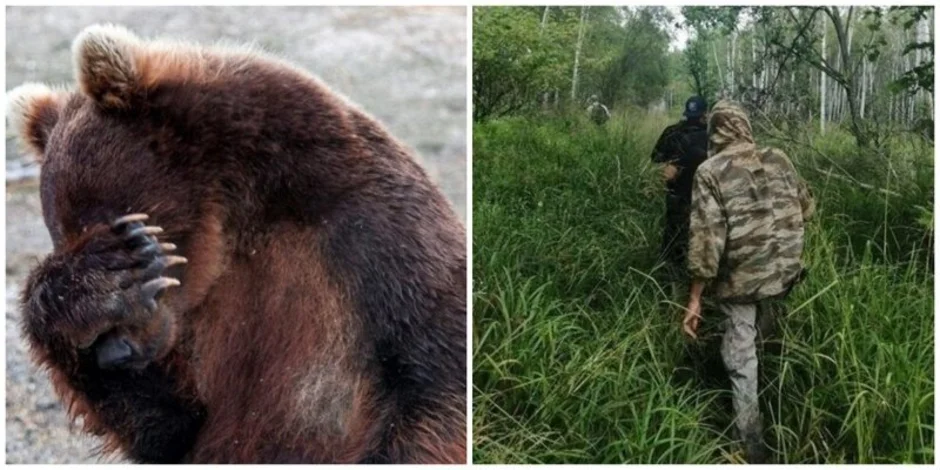 Опасны ли медведи. Встреча с медведем в лесу. Медведь в реальной жизни. Медведи встретились.