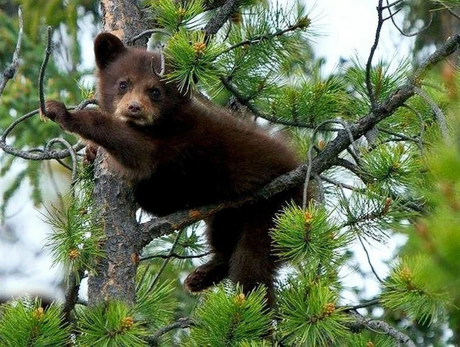 Песни там шишки там медведи. Медведь на сосне. Медвежонок на дереве. Медведь на дереве. Медвежонок повис на дереве.