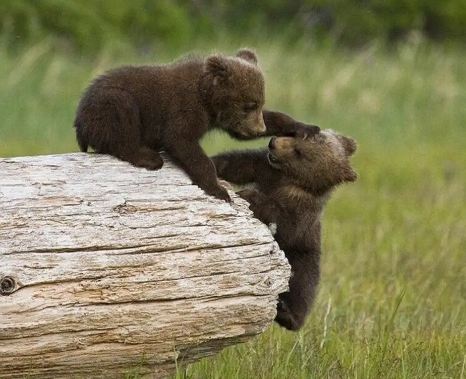 Медведь умеет читать. Маленький Медвежонок. Милый медведь. Милые медвежата. Маленький бурый Медвежонок.