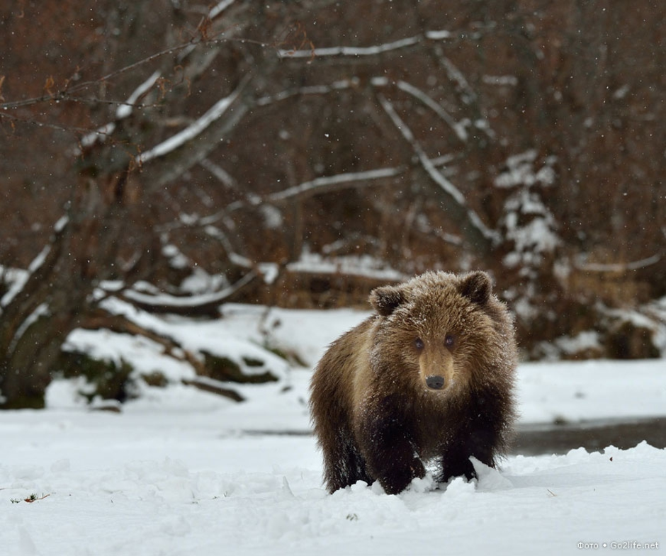 Медведь весной картинки. Медведь зимой. Дикие животные весной. Медведь ранней весной.